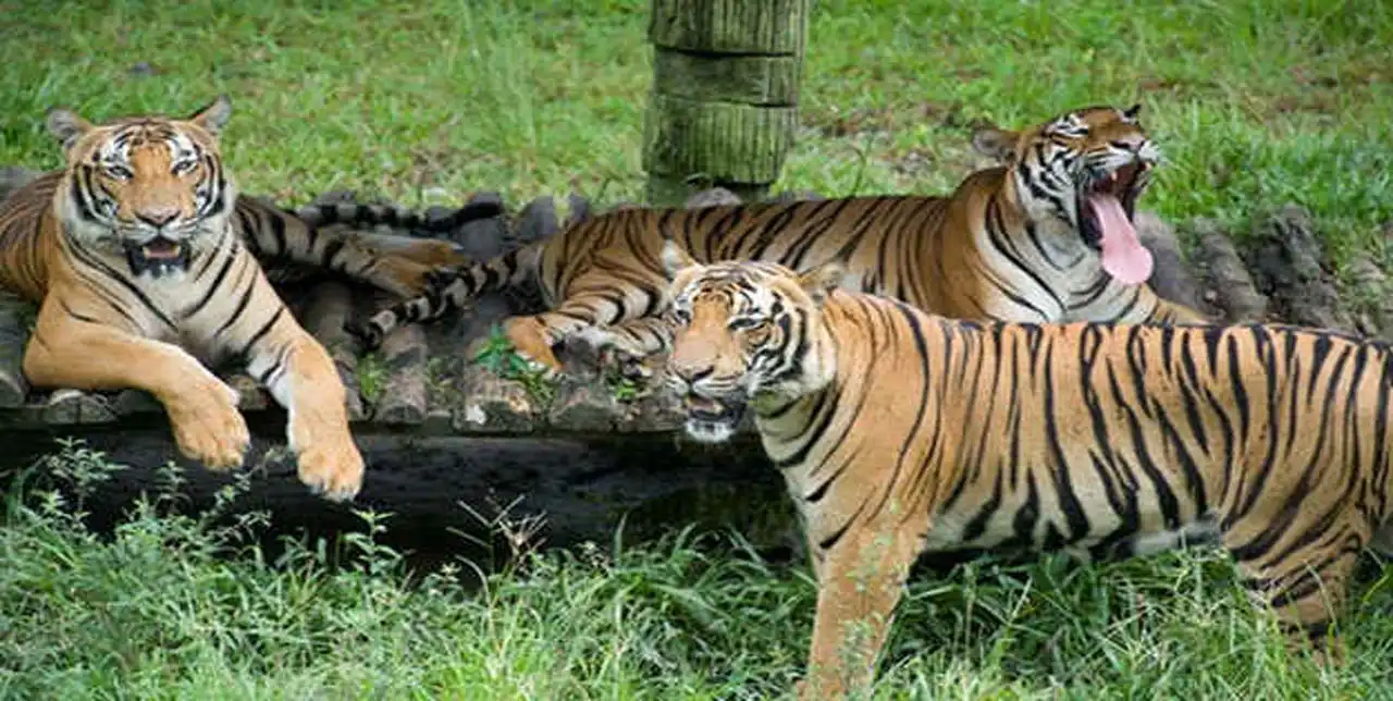 حديقة الحياة البرية لنكاوي