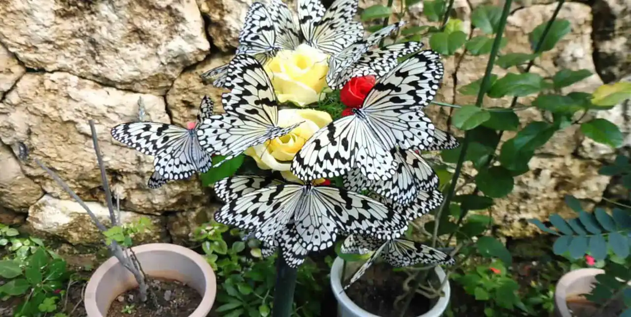 حديقة الفراشات في بينانج