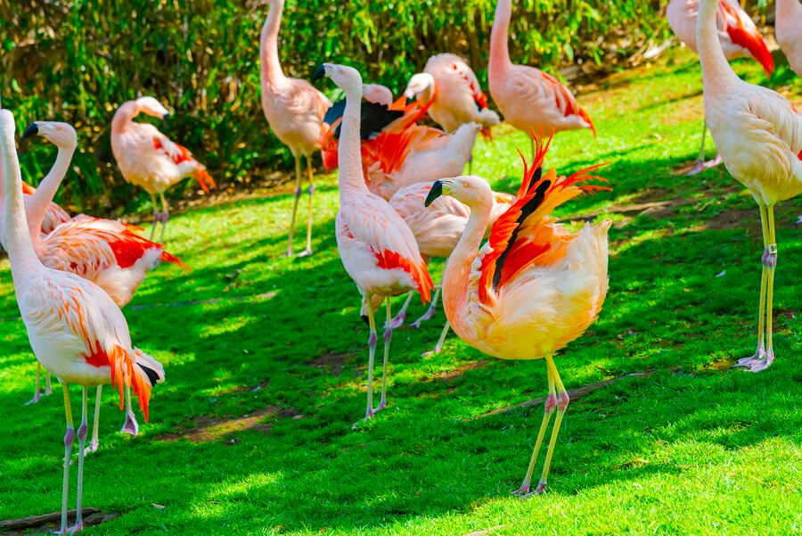 حدائق كوالالمبور حديقة الطيور في كوالالمبور حديقة الطيور في كوالالمبور ماليزيا حديقة الطيور كوالالمبور حديقة بردانا في كوالالمبور حديقة حيوانات ماليزيا كوالالمبور اهم حدائق في كوالالمبور